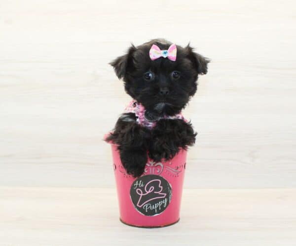 Coco - Morkie Puppy - Image 3