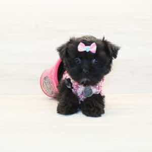 Coco - Morkie Puppy