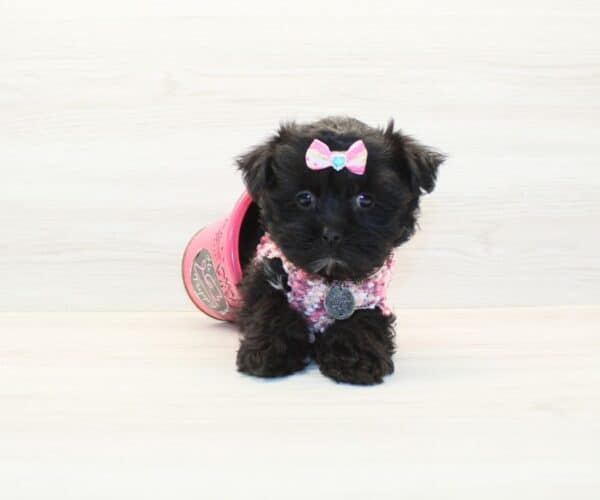 Coco - Morkie Puppy