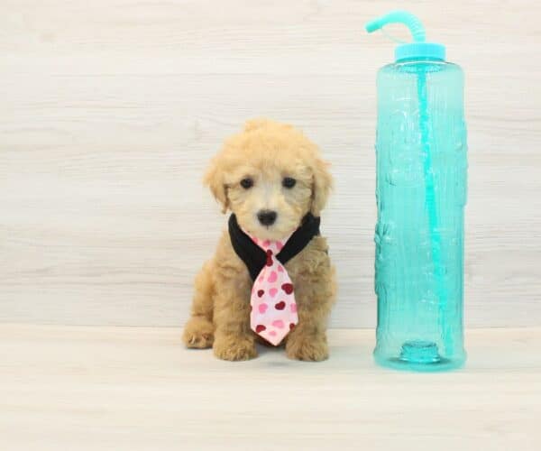 Doggy - Toy Poodle Puppy
