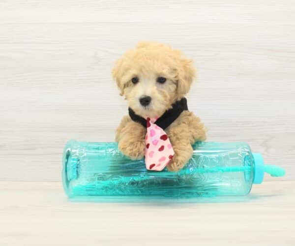 Doggy - Toy Poodle Puppy - Image 2