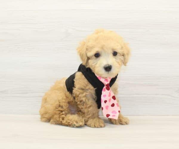 Doggy - Toy Poodle Puppy - Image 3