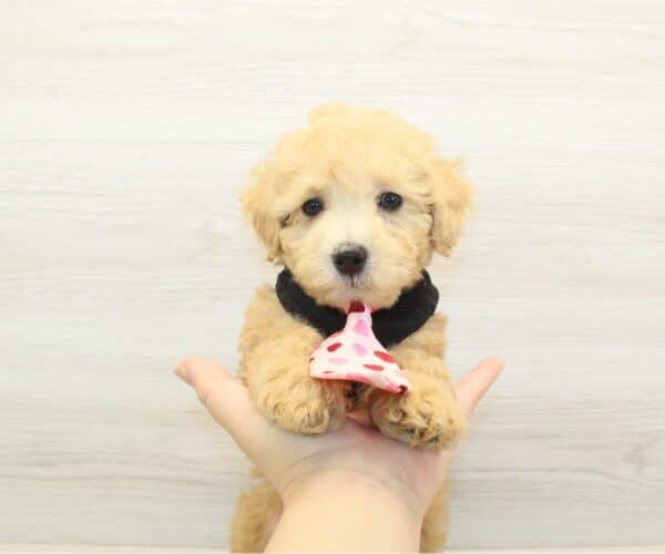 Doggy - Toy Poodle Puppy - Image 4