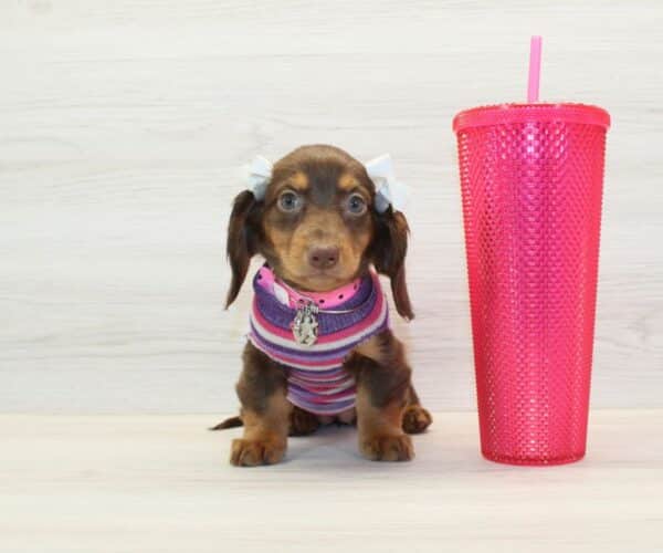 Emmy - Miniature Dachshund Puppy