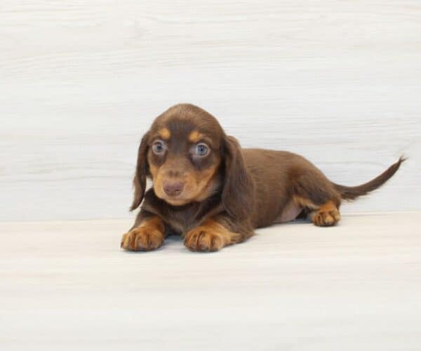 Emmy - Miniature Dachshund Puppy - Image 2