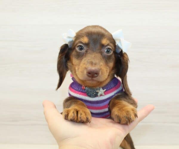 Emmy - Miniature Dachshund Puppy - Image 3