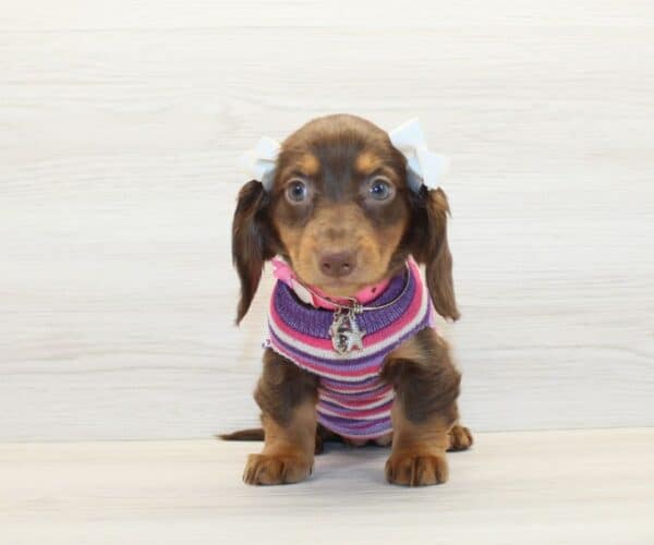 Emmy - Miniature Dachshund Puppy - Image 4