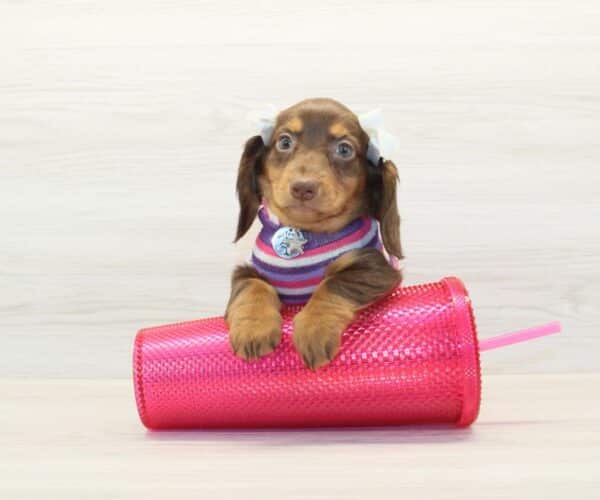 Emmy - Miniature Dachshund Puppy - Image 5