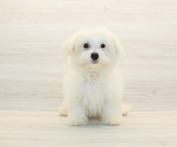 Flow - Toy Maltipoo Puppy - Image 5