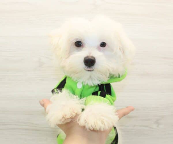 Flow - Toy Maltipoo Puppy - Image 4