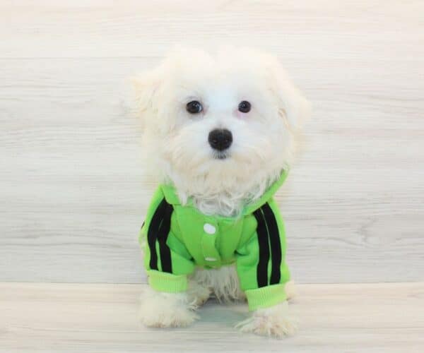 Flow - Toy Maltipoo Puppy - Image 3