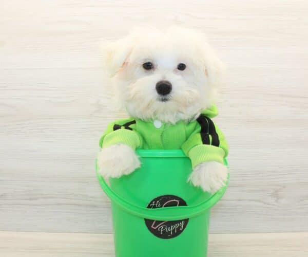 Flow - Toy Maltipoo Puppy - Image 2