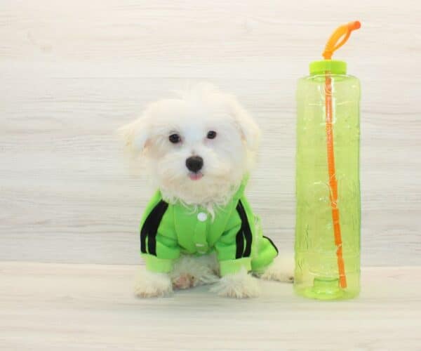 Flow - Toy Maltipoo Puppy