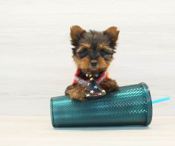 Gmail - Teacup Yorkie Puppy - Image 5