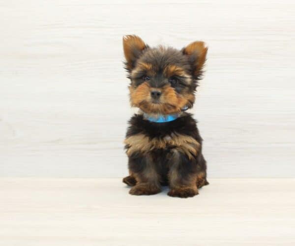 Gmail - Teacup Yorkie Puppy - Image 2