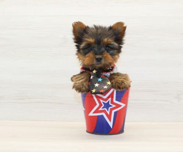 Gmail - Teacup Yorkie Puppy - Image 3