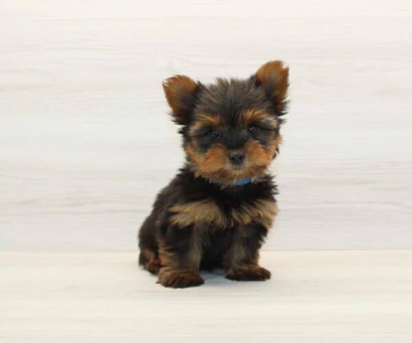 Gmail - Teacup Yorkie Puppy - Image 6