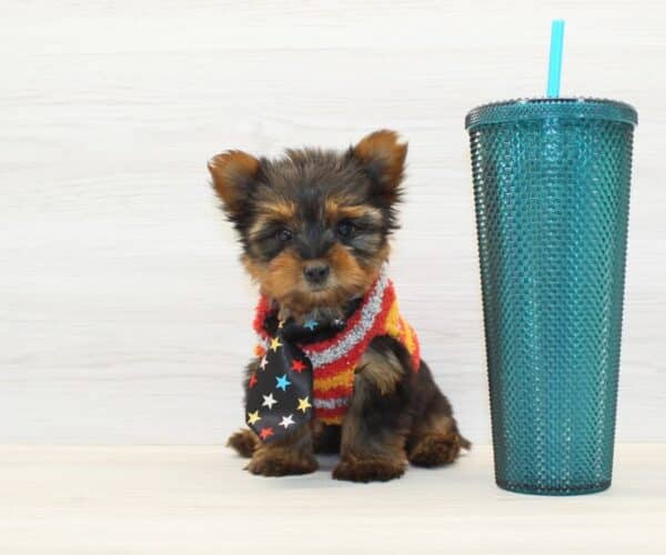 Gmail - Teacup Yorkie Puppy