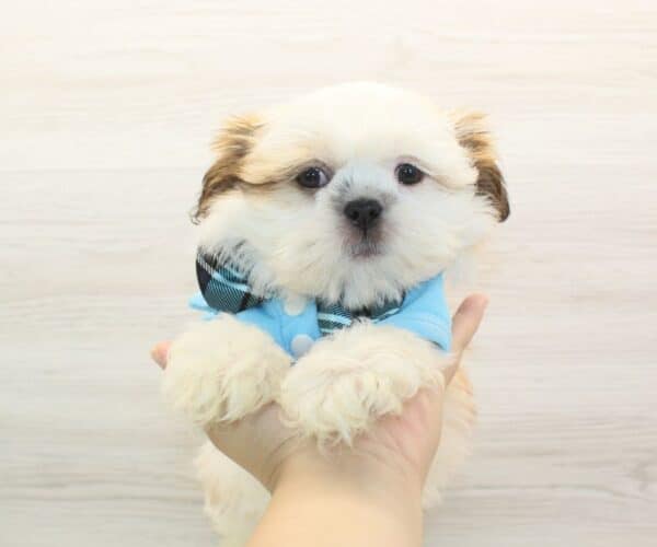 Hercules - Toy Shih Tzu Puppy - Image 2