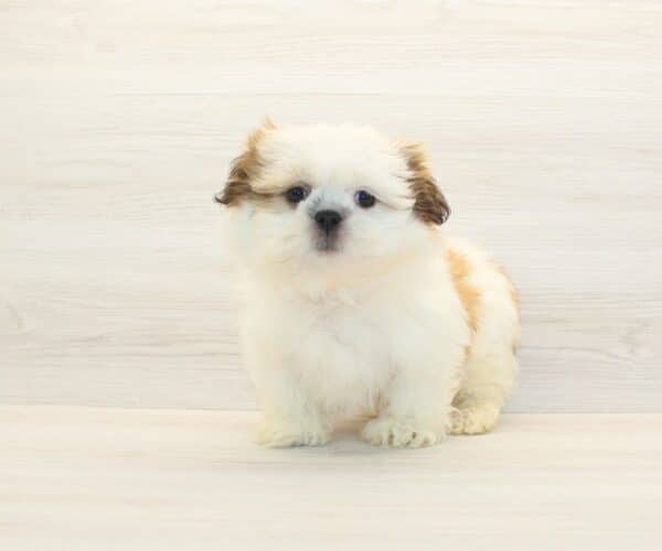 Hercules - Toy Shih Tzu Puppy - Image 4