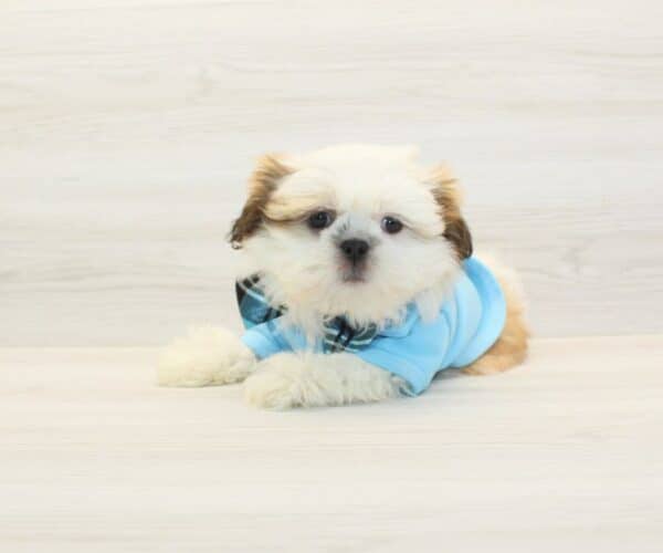 Hercules - Toy Shih Tzu Puppy - Image 3