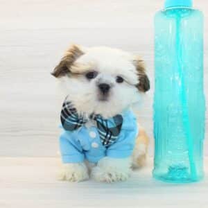 Hercules - Toy Shih Tzu Puppy