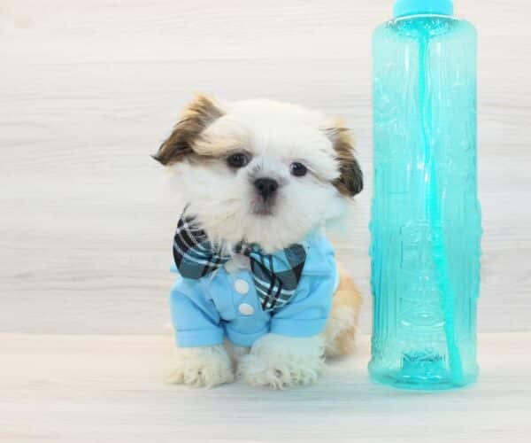 Hercules - Toy Shih Tzu Puppy