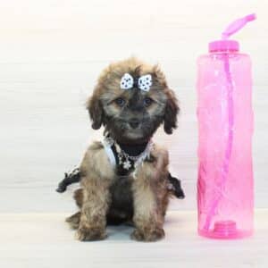 Lady - Toy Cavapoo Puppy