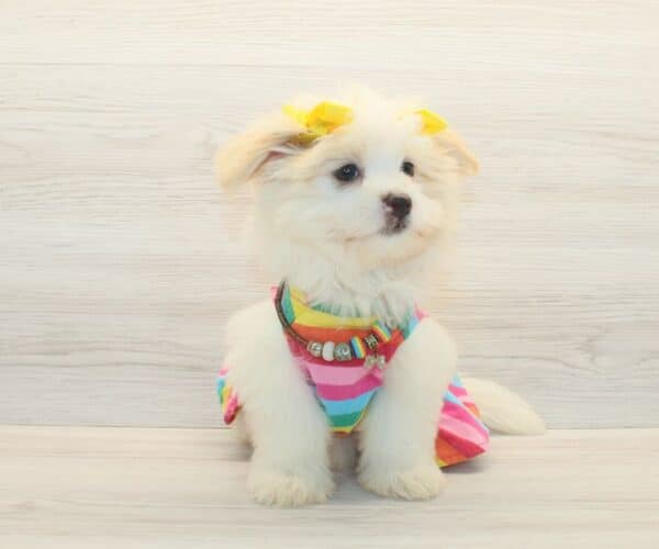 Leslie - Toy Porkie Puppy - Image 5