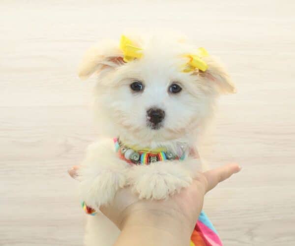 Leslie - Toy Porkie Puppy - Image 4