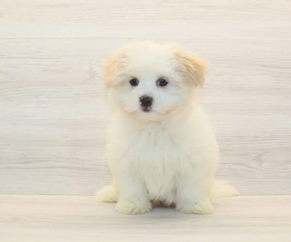 Leslie - Toy Porkie Puppy - Image 3