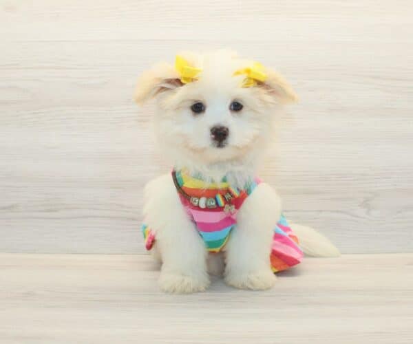 Leslie - Toy Porkie Puppy - Image 2
