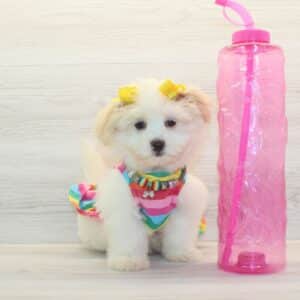 Leslie - Toy Porkie Puppy