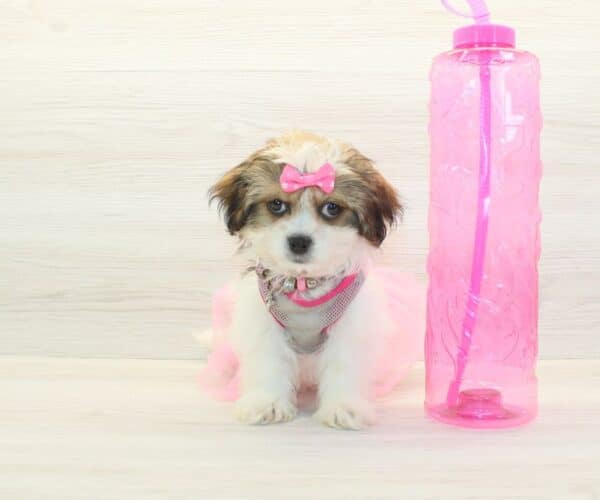 Maraki - Toy Malshi Puppy - Image 2