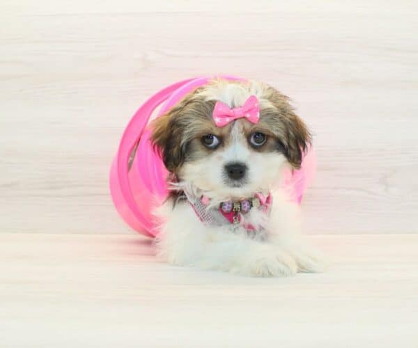 Maraki - Toy Malshi Puppy - Image 3