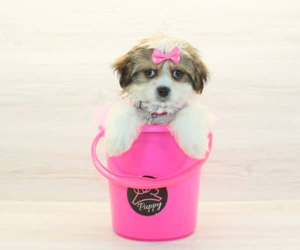 Maraki - Toy Malshi Puppy - Image 4