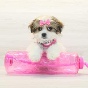 Maraki - Toy Malshi Puppy