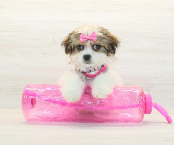 Maraki - Toy Malshi Puppy