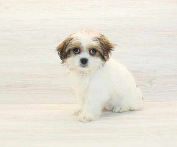 Maraki - Toy Malshi Puppy - Image 5