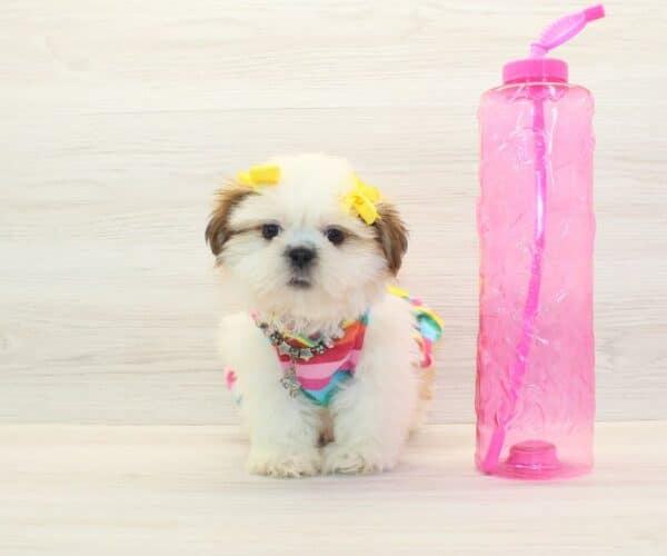 Megara - Toy Shih Tzu Puppy - Image 2