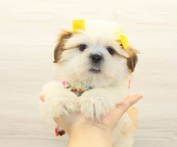 Megara - Toy Shih Tzu Puppy - Image 3