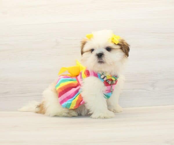 Megara - Toy Shih Tzu Puppy - Image 4