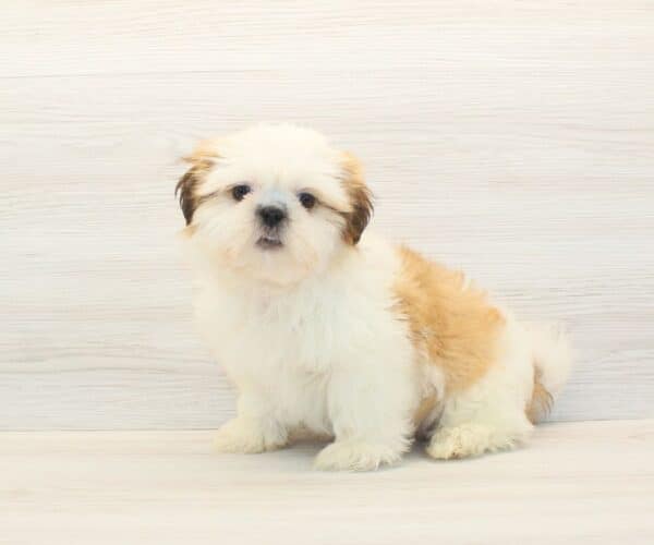Megara - Toy Shih Tzu Puppy - Image 5