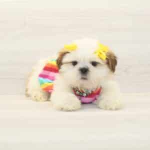 Megara - Toy Shih Tzu Puppy