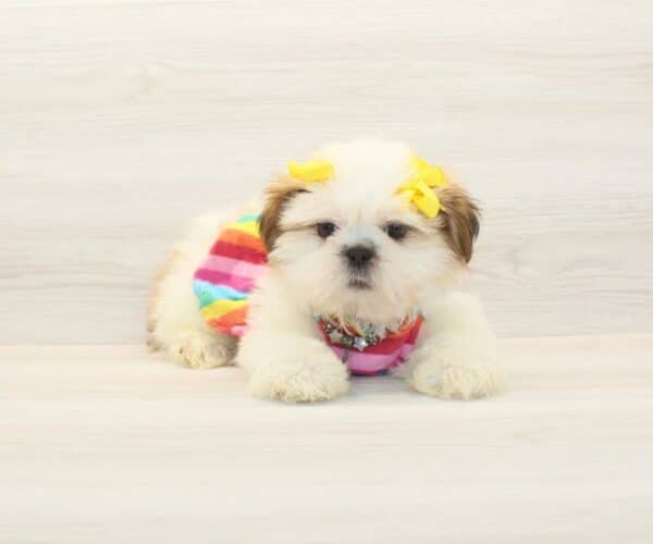 Megara - Toy Shih Tzu Puppy