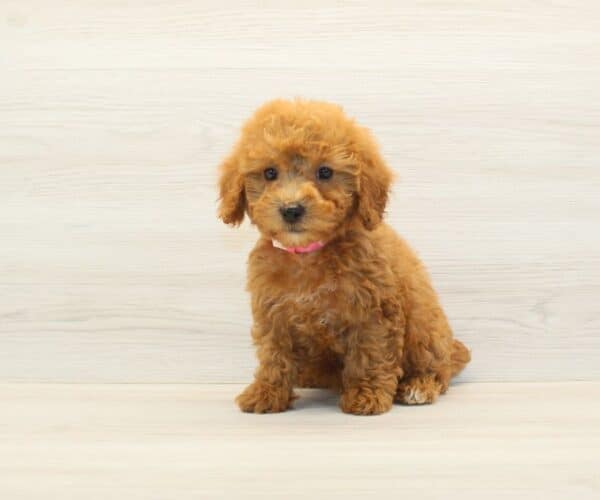 Muffin - Toy BichaPoo Puppy - Image 5