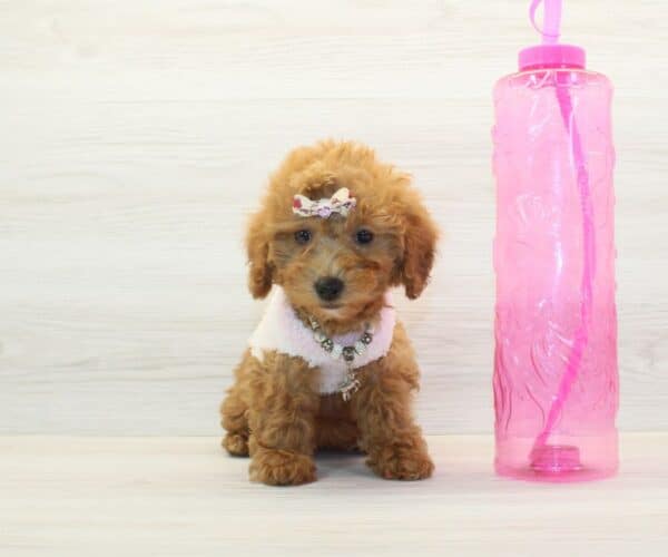 Muffin - Toy BichaPoo Puppy - Image 3