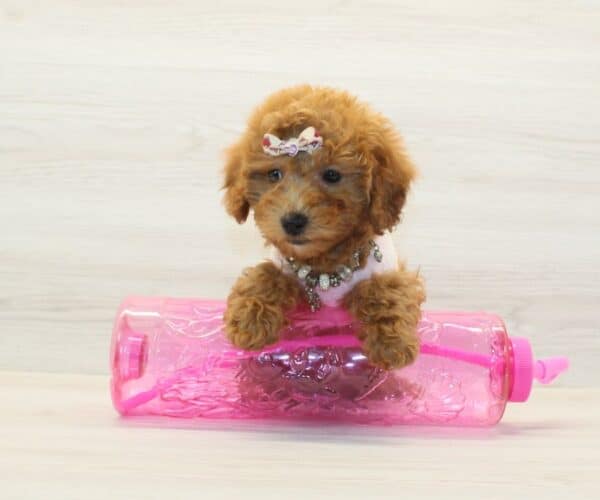Muffin - Toy BichaPoo Puppy - Image 4