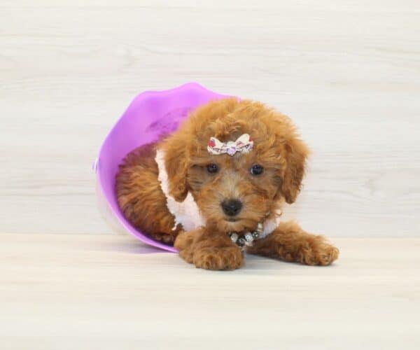 Muffin - Toy BichaPoo Puppy - Image 2