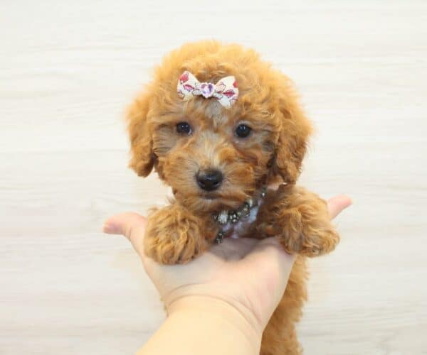 Muffin - Toy BichaPoo Puppy